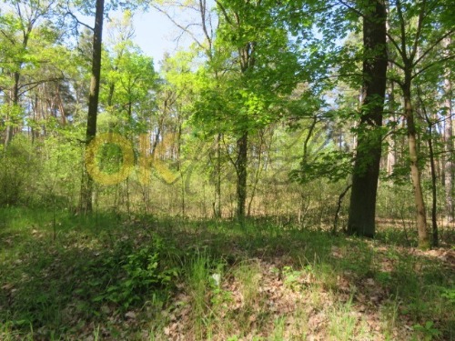 Auction Spoluvlastnický podíl o velikosti ½ lesní pozemky k.ú. Velký Osek image